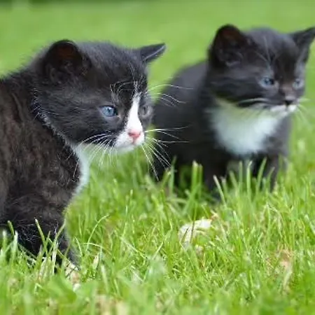 Lejlighed Familie Starck