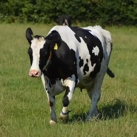 Familie Starck Dorphof